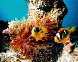 Two clownfish. Red Sea. Egypt. Dahab. 
Sea&Sea MMII + YS... by Sergei Lukash 